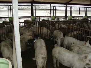 養豚場から排出される糞は堆肥場に運ばれ、尿はため池に流入する。