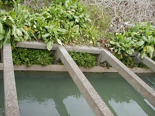 水面に沿った隙間を利用して、朝袋に入れた土と植物が浄化を促進させる。